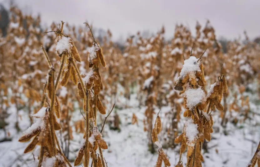 Nông sản ngày 29/01: Lúa mì được hỗ trợ từ dòng tiền quỹ, đậu tương và ngô chịu tác động trái chiều từ thời tiết